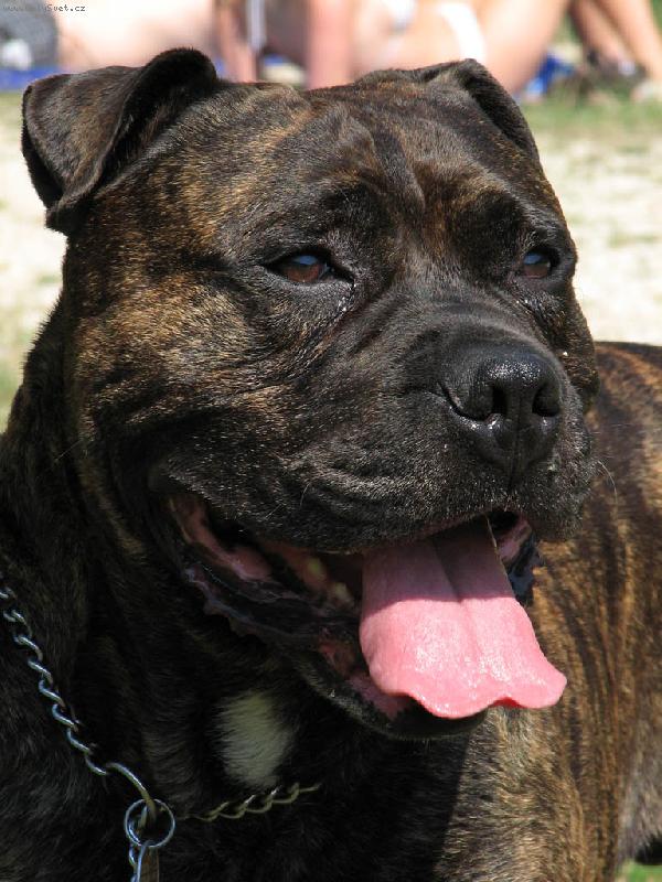 Foto: Perro de Presa Mallorquin_Bail ze Strašických chalup-Bail ze Strašických chalup