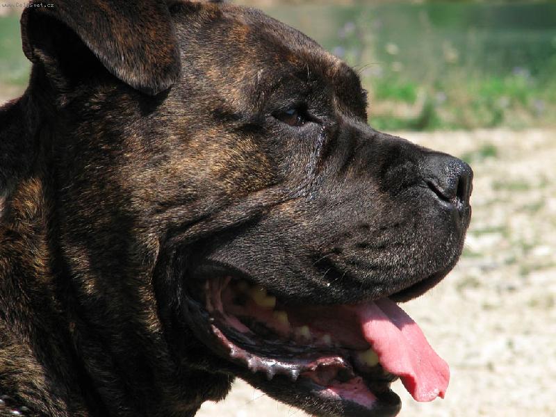 Foto: Perro de Presa Mallorquin_Bail ze Strašických chalup-Bail ze Strašických chalup