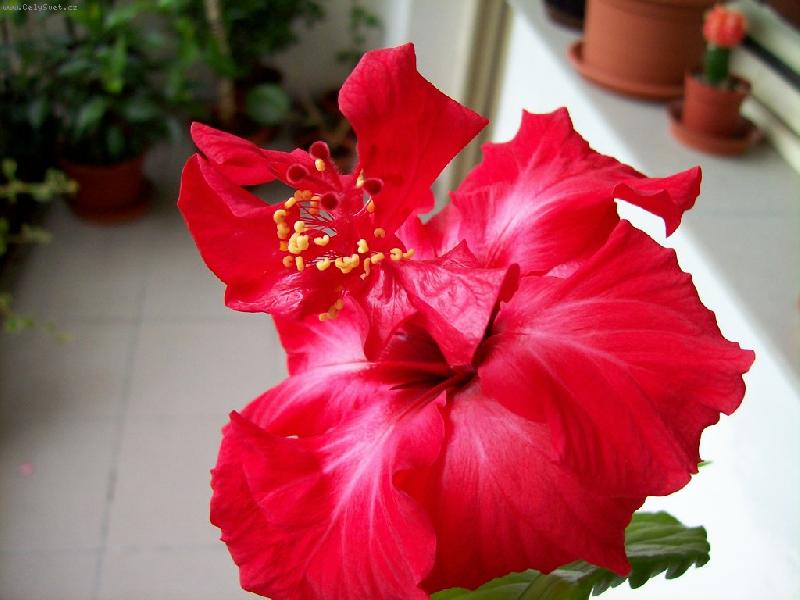 Foto: červený ibišek