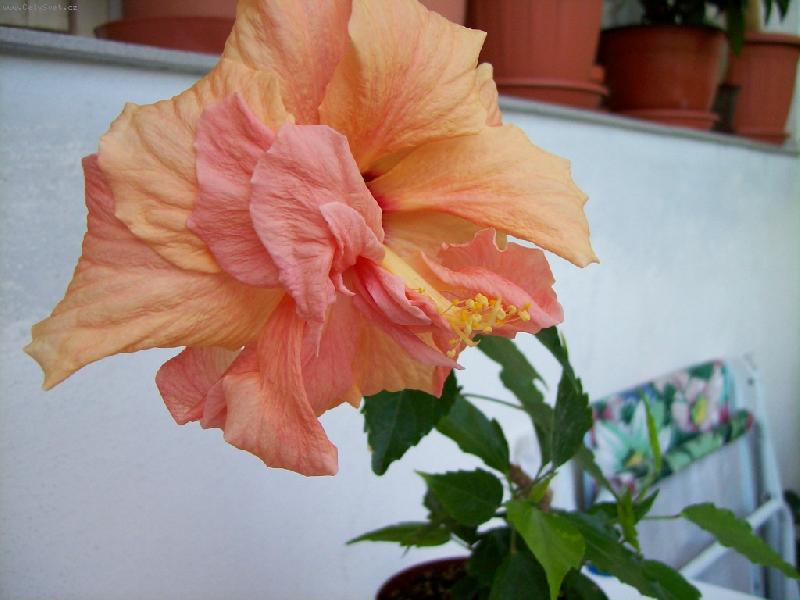 Foto: oranžový ibišek