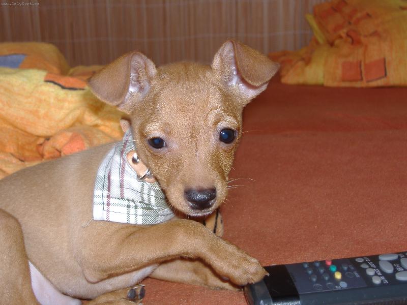 Foto: kokání na tv