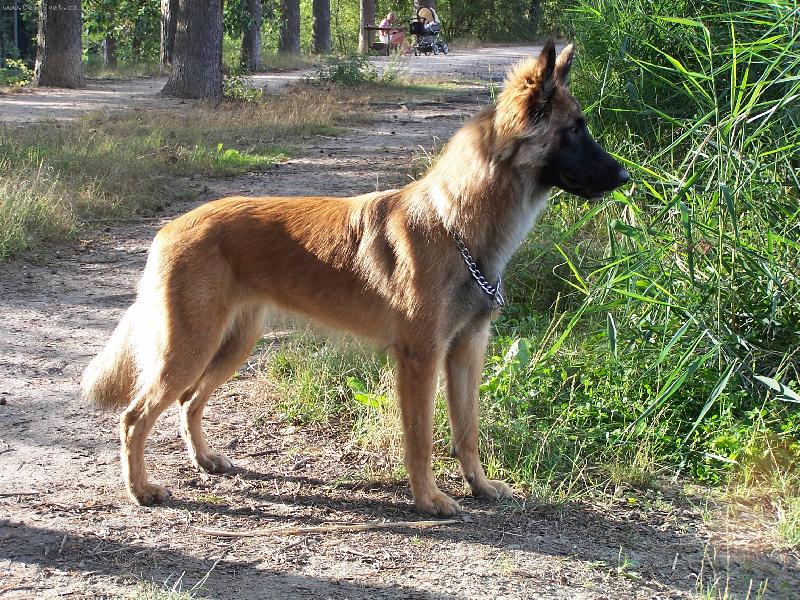 Foto: ELÍ-Belgický ovčák - Malinois