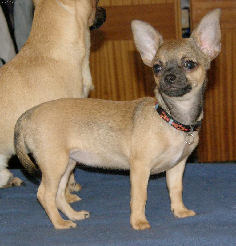 Foto: Caravelle Ave Bengal-Dobrá nálada aneb spokojeně najezené štěně