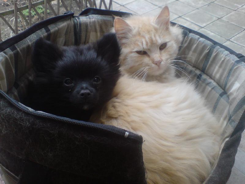 Foto: PSÍ SVĚT:picové a primitivní typy-co nás budíte?!