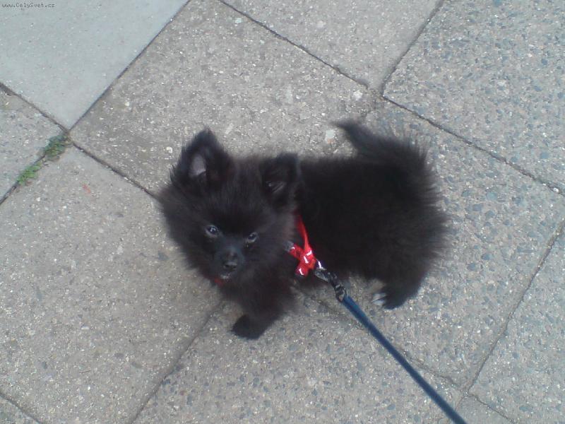 Foto: SVĚT PSŮ:primitivní typy a špicové-jak vyosko musím ještě tu hlavu dát