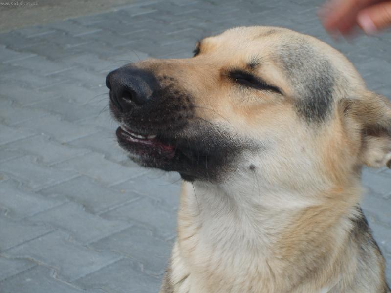 Foto: Německý ovčík-rita