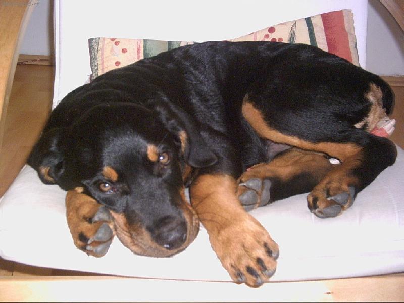 Foto: nedělní siesta-sice si, my nemáme kam sednout, ale pro Garpa...Cokoliv:)