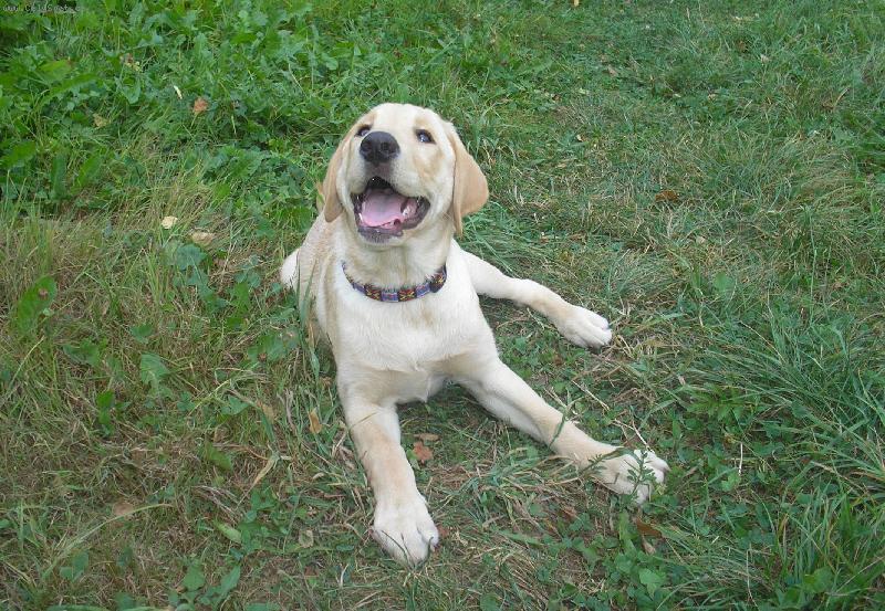 Foto: letěla včelka