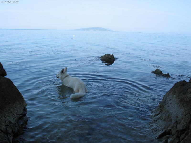Foto: Alexis Dodecantheon-Tak, kam poppluju?! Třeba do Afriky?