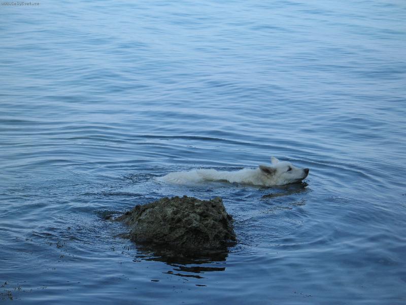 Foto: Alexis Dodecantheon-Tak, kam poppluju?! Třeba do Afriky?