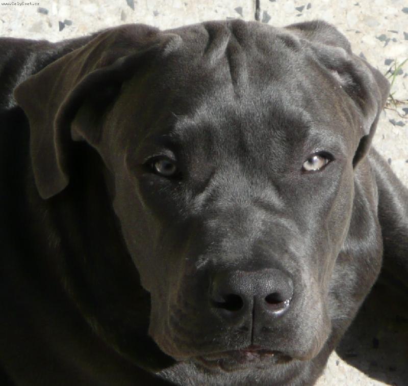 Foto: Nero-5,5 měsíce