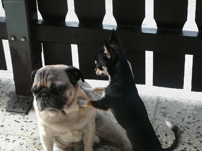 Foto: Pane, pojďte si hrát...