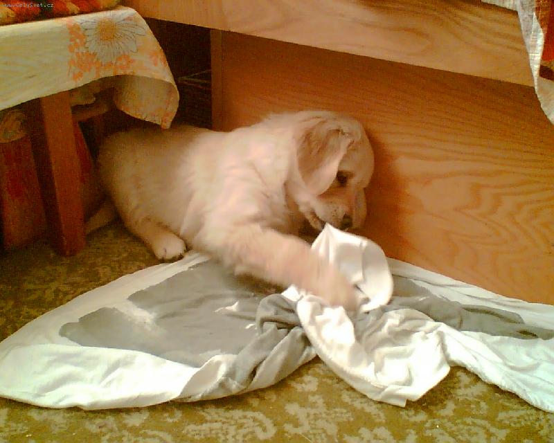 Foto: Kira-Můj nový miláček