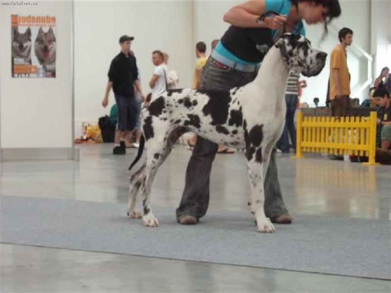 Foto: BARAKUDA Silva Tarok-ve věku 1 rok