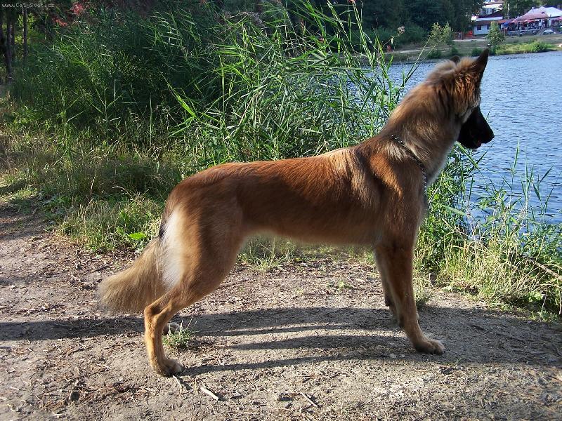 Foto: Elí 9 měsíců-Elí 9 měsíců malinois