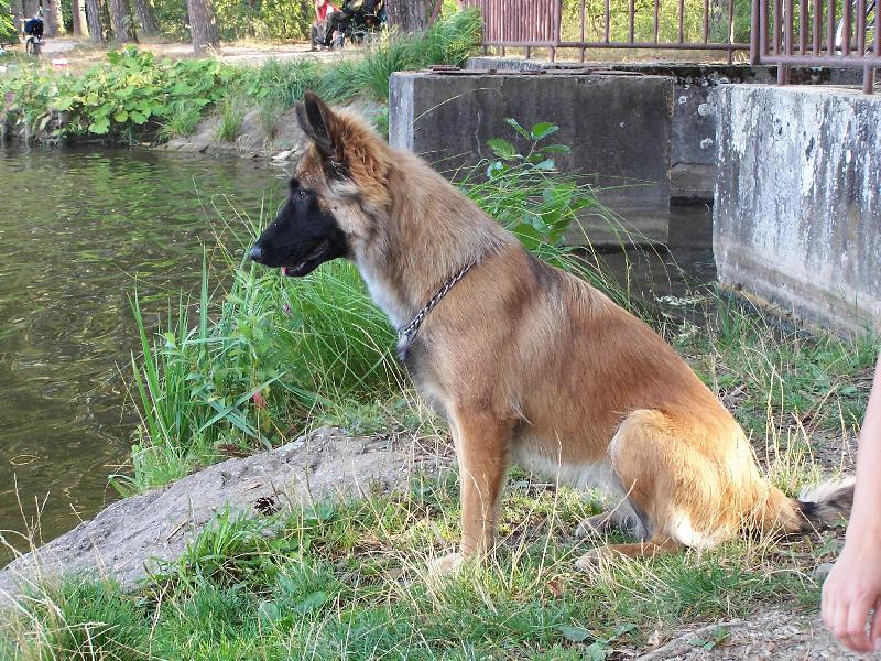 Foto: Elí 9 měsíců malinois-Elí 9 měsíců malinois