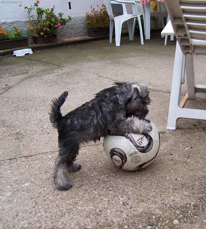 Foto: Snad ten míč zvládnu-Chessie