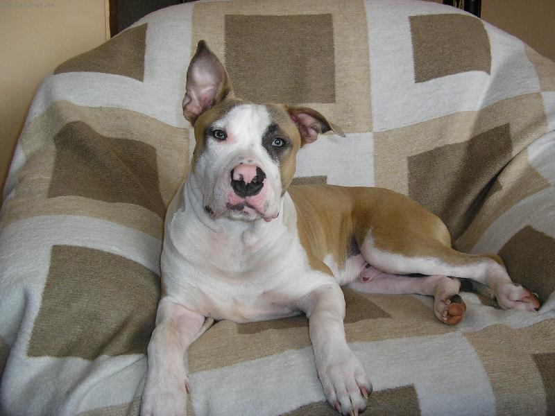 Foto: BRUCE  už rostu   7.měsícu