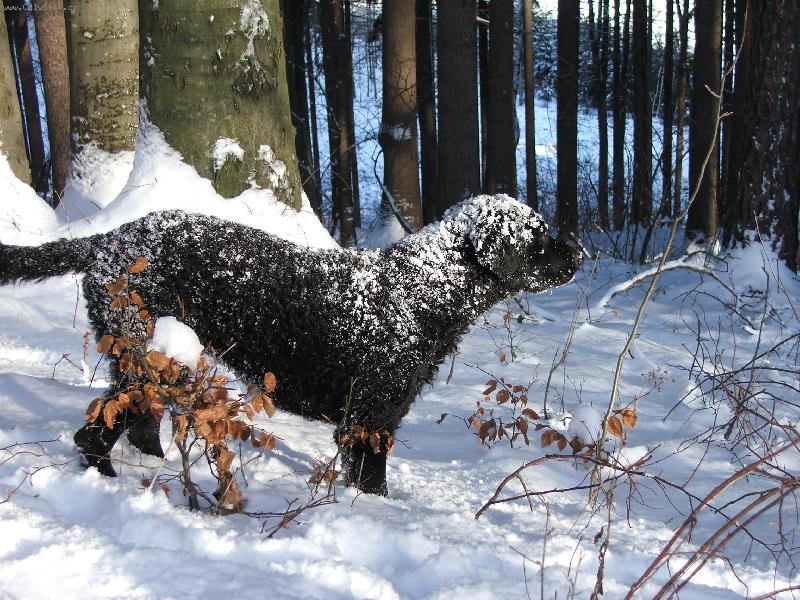 Foto: Curly Coated Retriever-Ursus z Ledenických zahrad 1