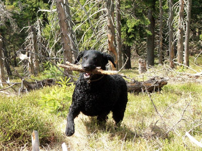 Foto: Curly Coated Retriever- Ursus z Ledenických zahrad 1