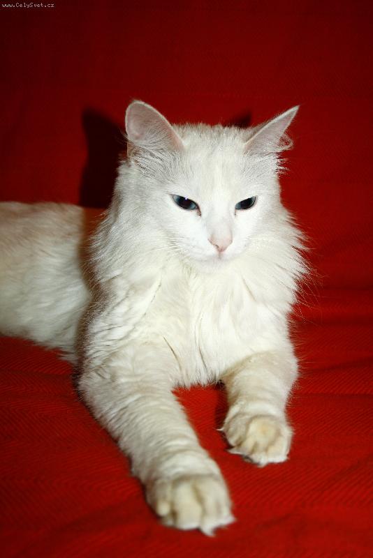 Foto: IC Auriqua Moravské Athény.CZ