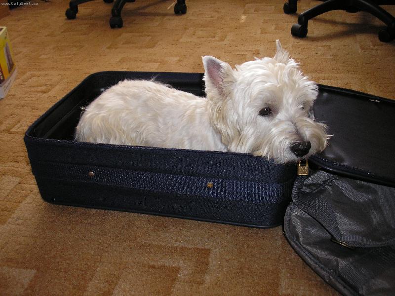 Foto: Bertík-pojedu na dovolenou