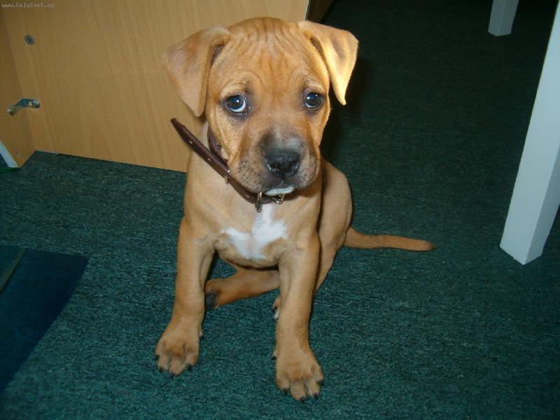 Foto: Sába-šestiměsíční miminko