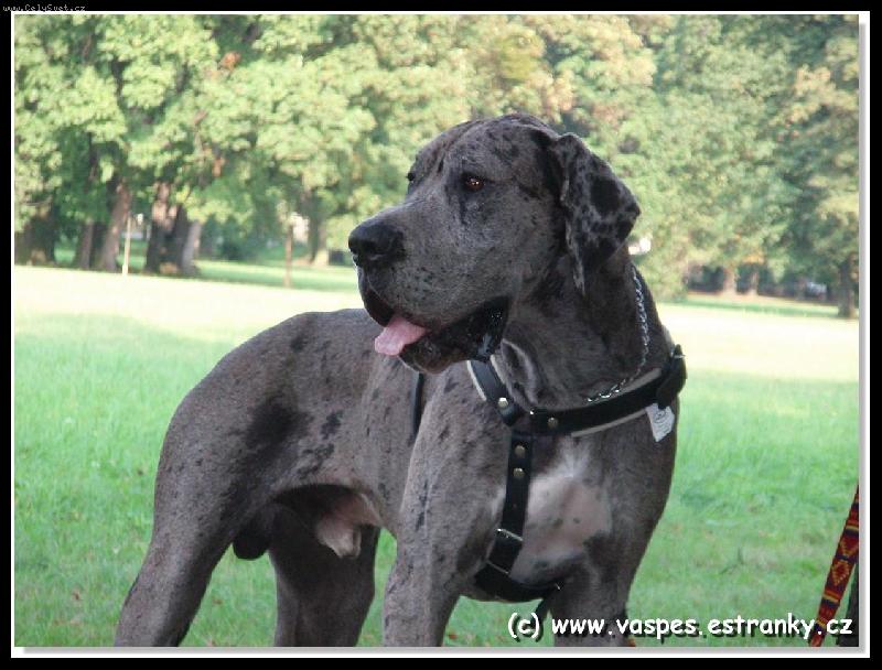 Foto: Jack z Josefovskych Búd-Jack 13 měsíců