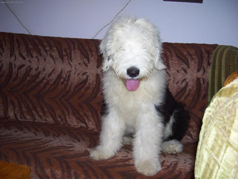 Foto: Bobtail Bobeš z Mostu