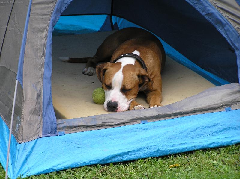 Foto: Naše beruška ve stanu-Krásné sny....
