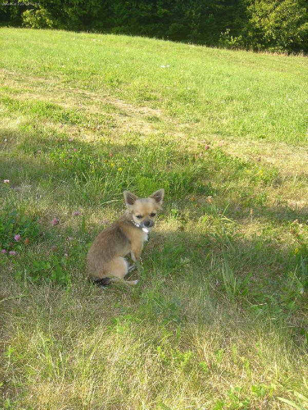 Foto: Tak mám hlídat nebo nemám? čivavák Adík - Adalbert z Dýňové zahrady