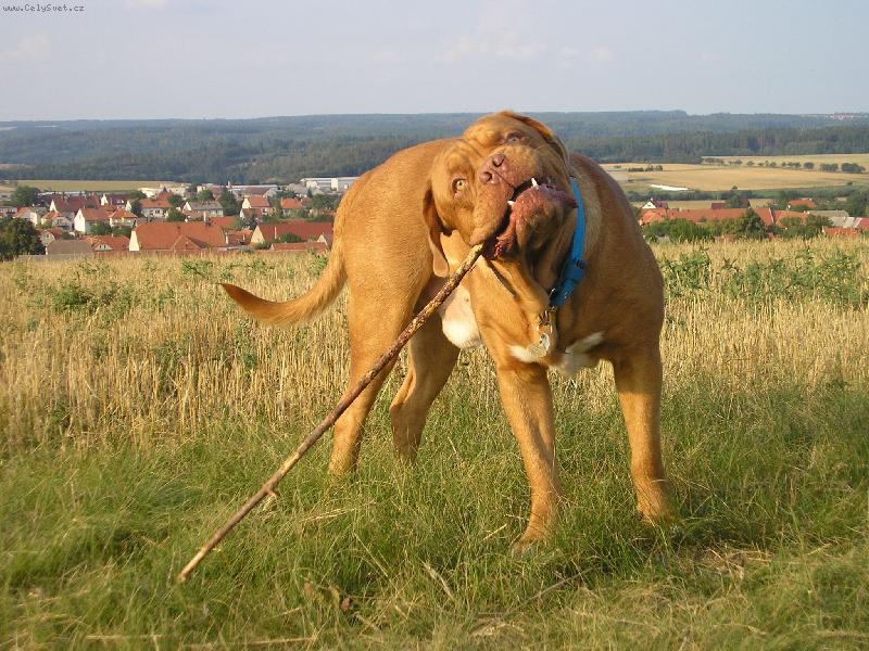 Foto: Gabík-tak jsem trochu povyrostl