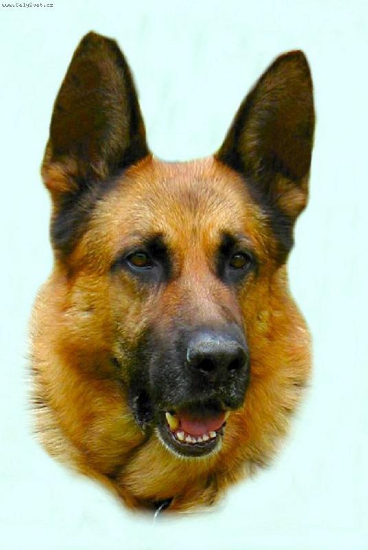 Foto: Yeck Ornis Bohemia-můj Yeck