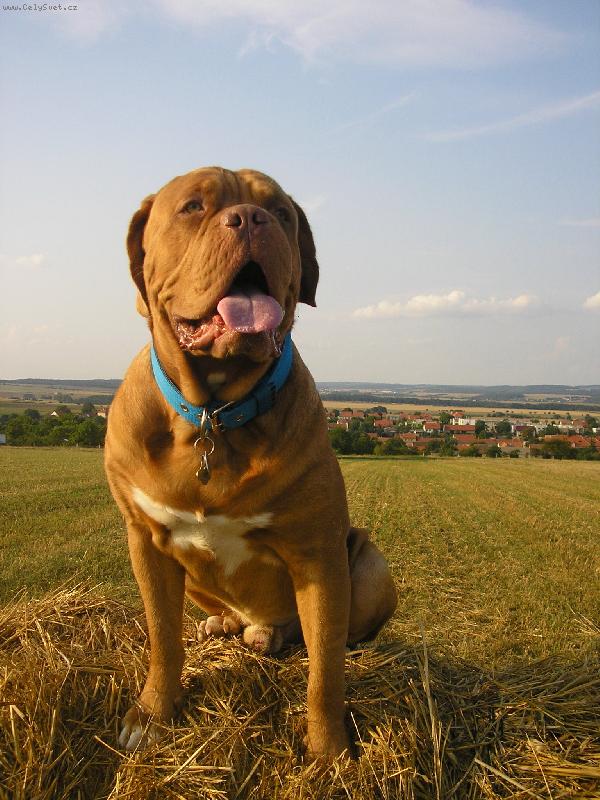 Foto: Gabík-hupsa hejsa na balíku