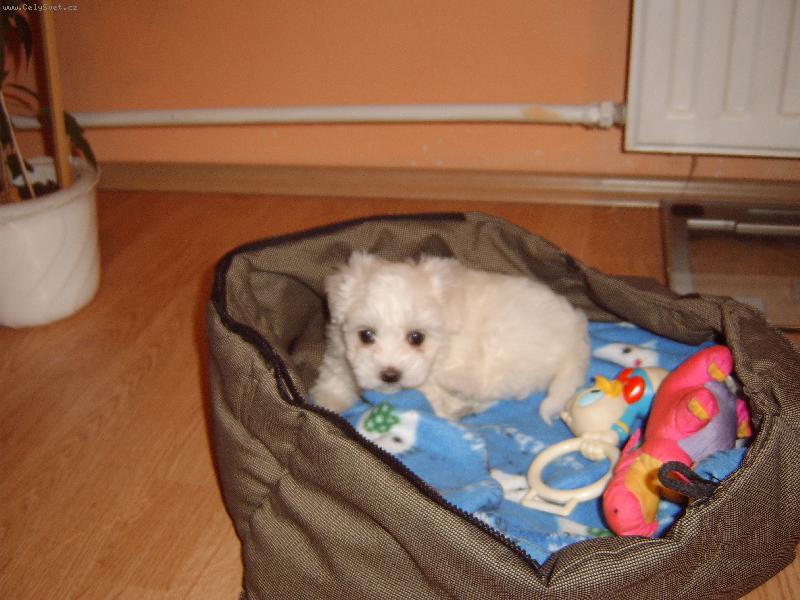 Foto: naše Daphné-Dafinka,když měla šest týdnů