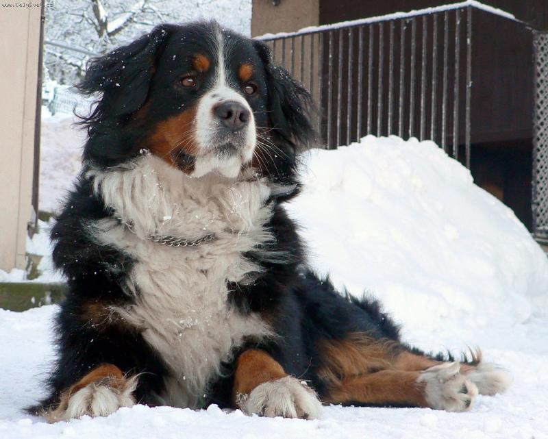 Foto: Betty v zimě - www.bspes.cz-Betty Neborovský ranč. I v zimě na sněhu jí nic nechybí.