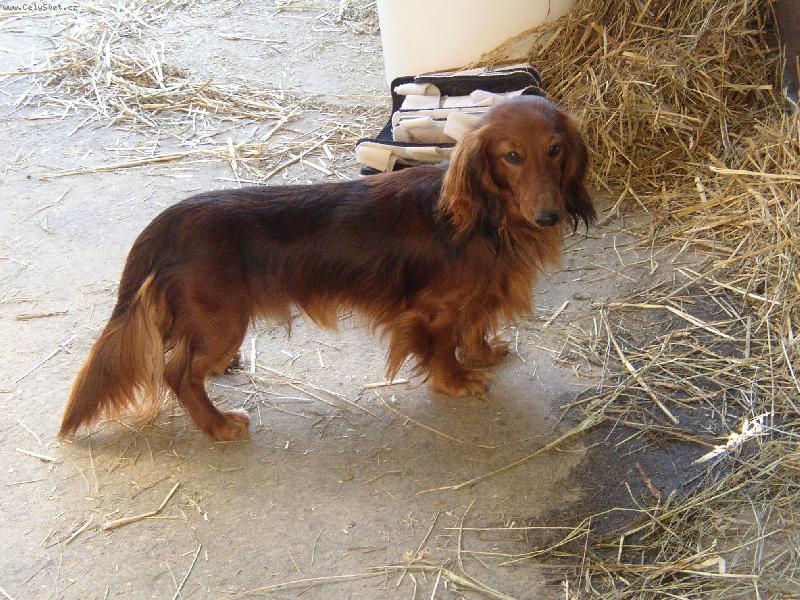 Foto: Dlouhosrstý jezevčík