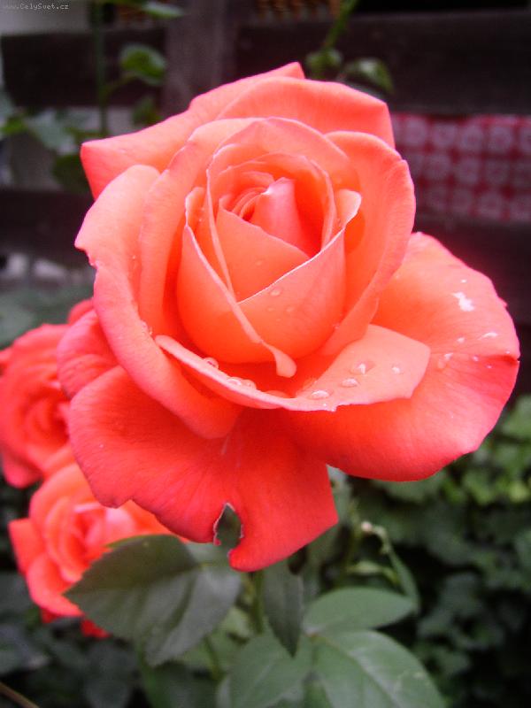 Foto: Růže