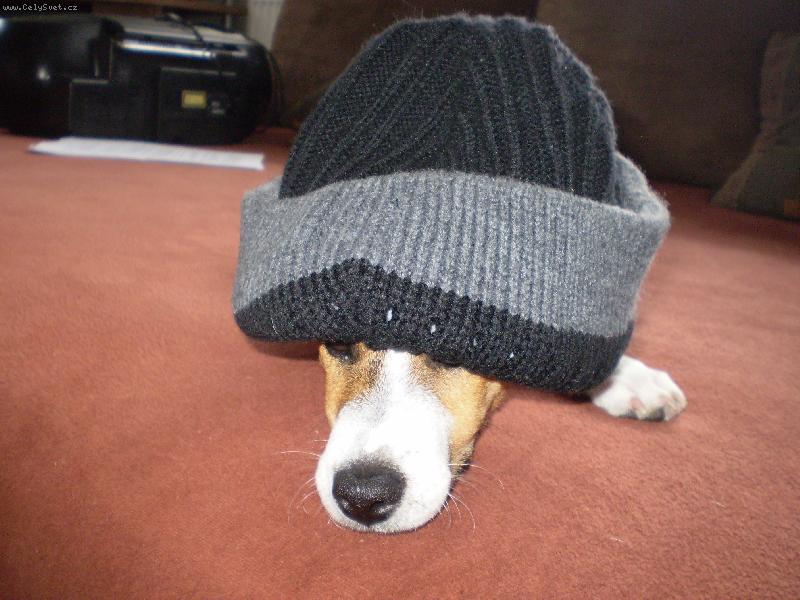 Foto: Bubík-příprava na zimu :)