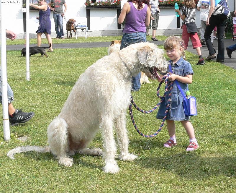 Foto: tenhle pejsek se Michalce líbí-půjčili ji ho dvě hodné paní na výstavě v Mladé Boleslavi