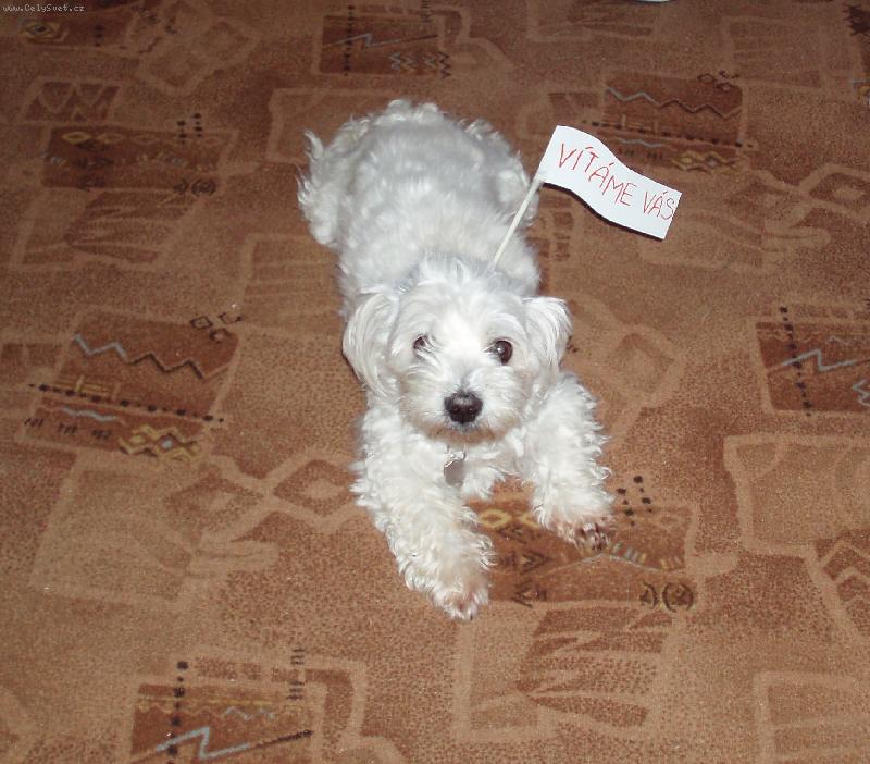 Foto: CHARLÍČEK-PRÁVĚ VÍTÁ SVÉ PÁNÍČKY Z DOVOLENÉ