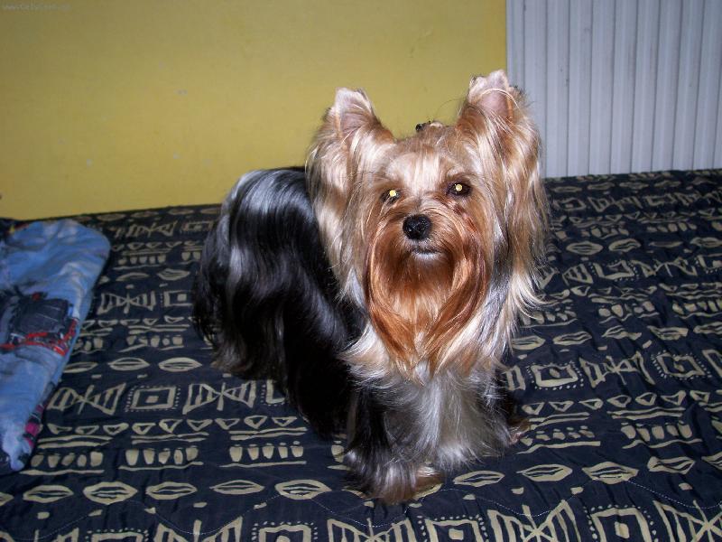 Foto: Bessy-www.jork-bessy.estranky.cz