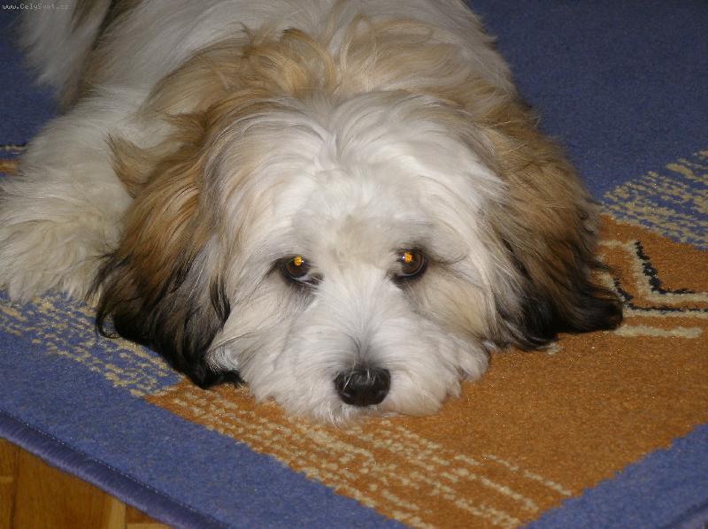 Foto: havanský bišonek-slečna Týna