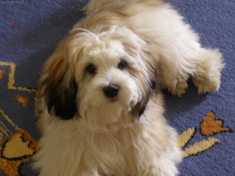 Foto: havanský bišonek-slečna Týna