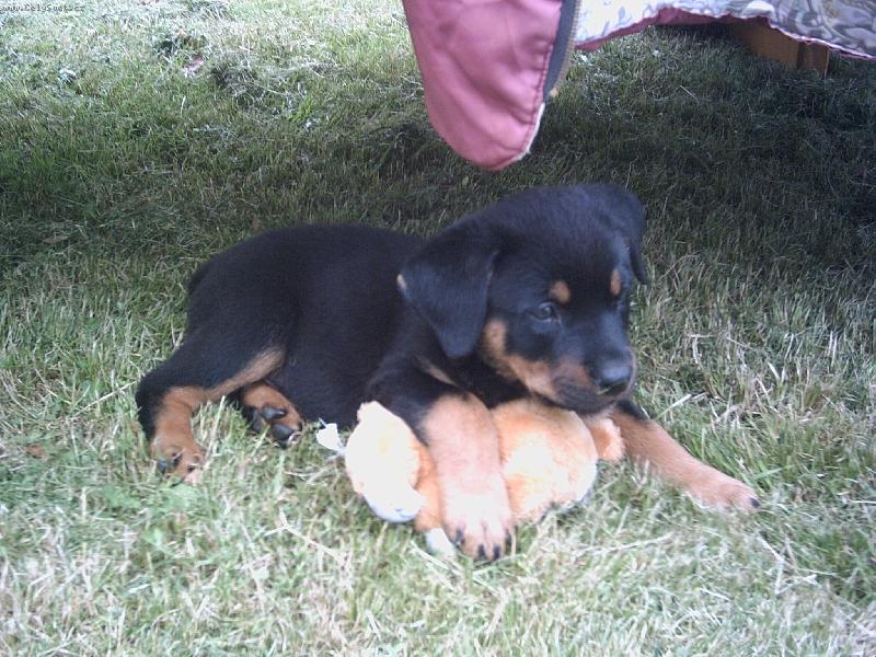 Foto: Naše 7-týdenní rotvíče-Garp a jeho plyšový kámoš