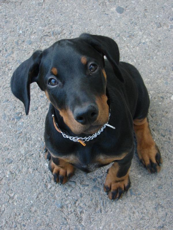 Foto: dobrman Elity, cca 4 měsíce