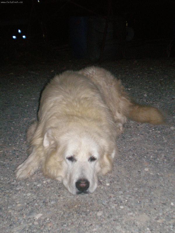 Foto: Rocky-Není to můj pes,je našich přátel z Itálie a je to dobrák