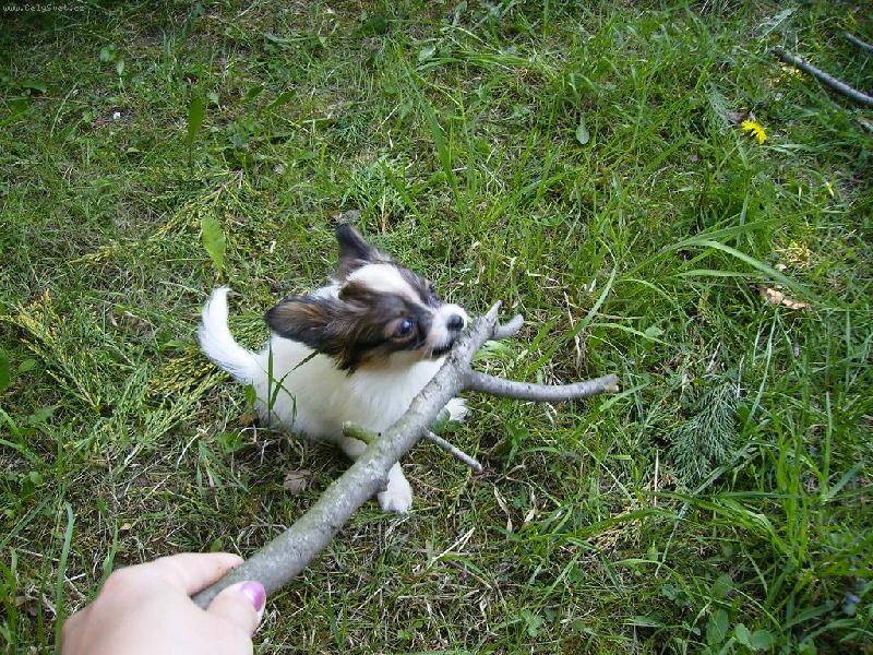 Foto: Bettynka má klacíček :-)-Dej sem ten klacík!!