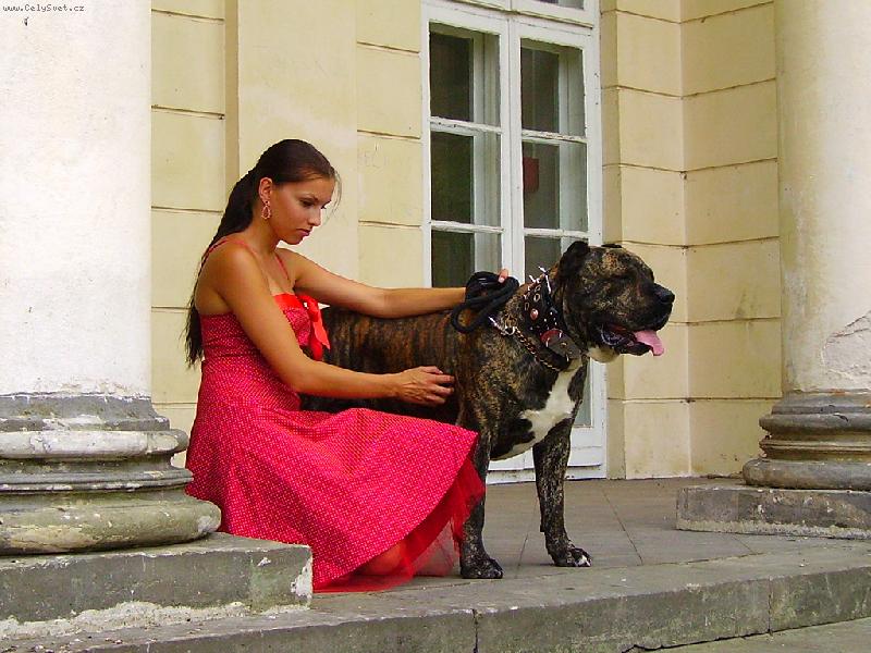 Foto: Ch King Size-Rey Gladiador