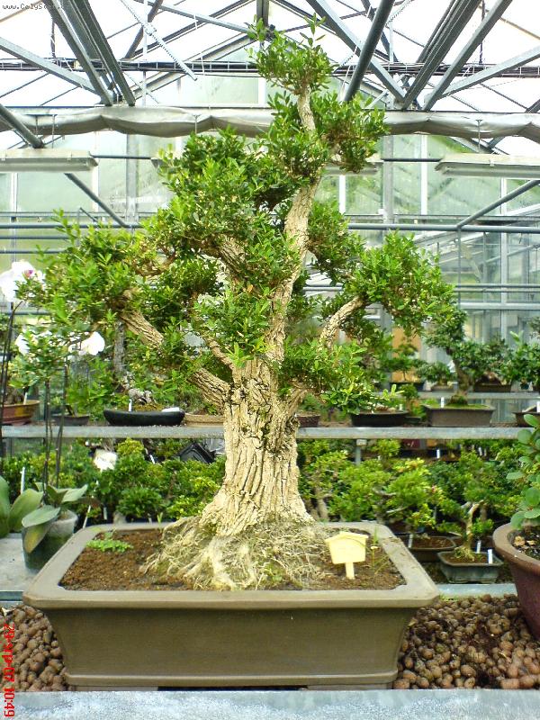 Foto: Buxus Harlandii-foto 1